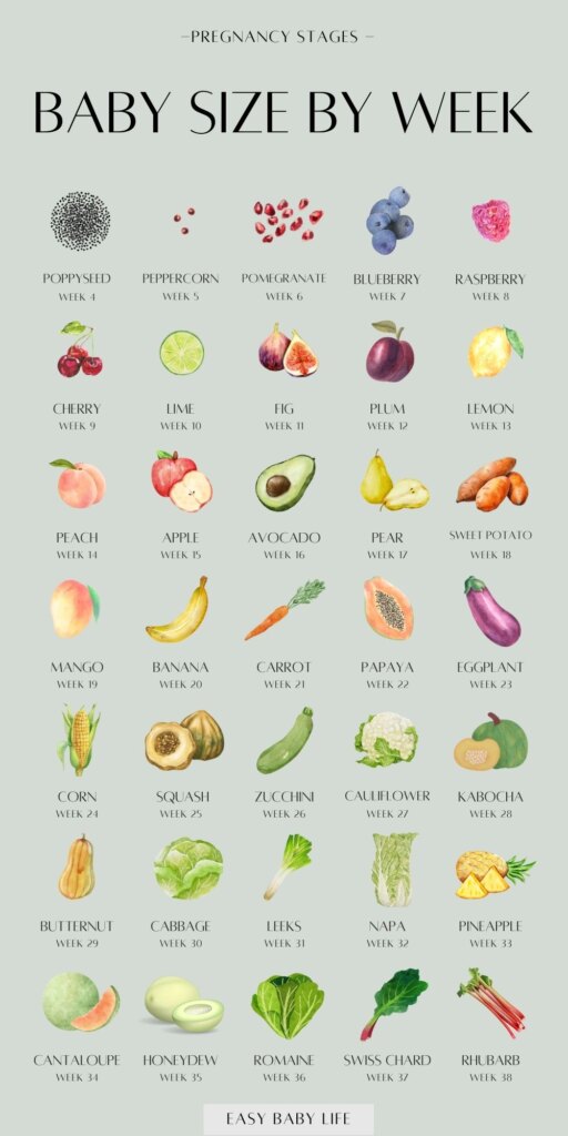 baby size by week in pregnancy