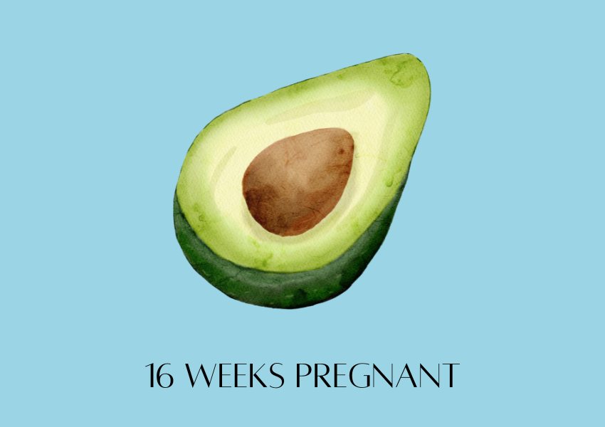 baby fruit size pregnancy week 16 avocado