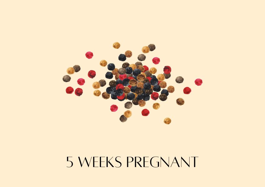 baby fruit size pregnancy week 5