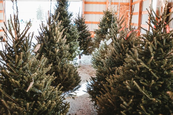 family christmas traditions - visit a christmas tree lot